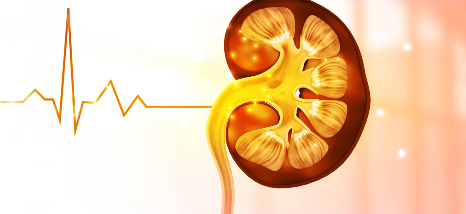 Kidney cross section, how to lower creatinine levels naturally
